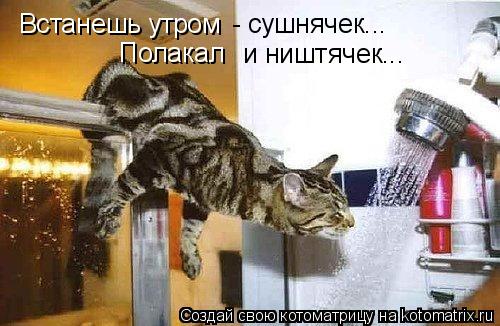 Встанешь утром и ништячек... - сушнячек... Полакал... Котоматрица: Встанешь утром и ништячек... - сушнячек... Полакал
