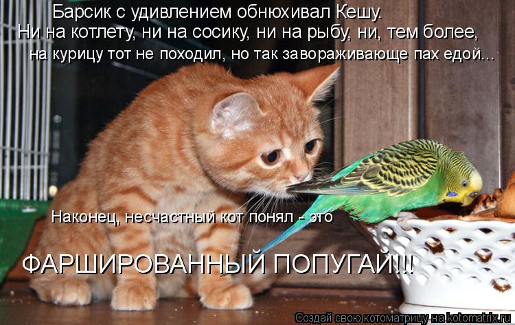 Барсик с удивлением обнюхивал Кешу. Ни на котлету, ни на сосику, ни на рыбу, ни, тем более, на курицу... Котоматрица: Барсик с удивлением обнюхивал Кешу. Ни на котлету, ни на сосику, ни на рыбу, ни, тем более, на курицу тот не походил, но так завораживающе пах е