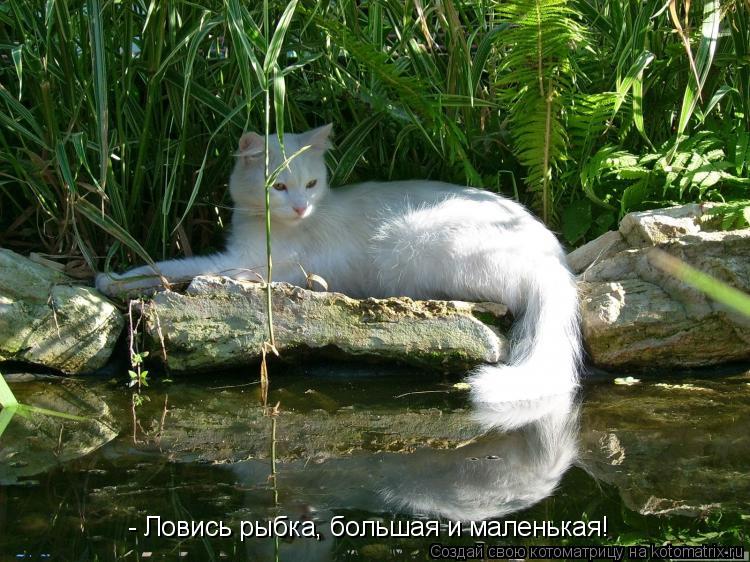 - Ловись рыбка, большая и маленькая!... Котоматрица: - Ловись рыбка, большая и маленькая!