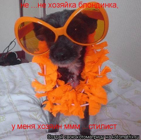 не ...не хозяйка блондинка, у меня хозяин ммм ...стилист... Котоматрица: не ...не хозяйка блондинка, у меня хозяин ммм ...стилист