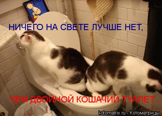 НИЧЕГО НА СВЕТЕ ЛУЧШЕ НЕТ, ЧЕМ ДВОЙНОЙ КОШАЧИЙ ТУАЛЕТ...... Котоматрица: НИЧЕГО НА СВЕТЕ ЛУЧШЕ НЕТ, ЧЕМ ДВОЙНОЙ КОШАЧИЙ ТУАЛЕТ...