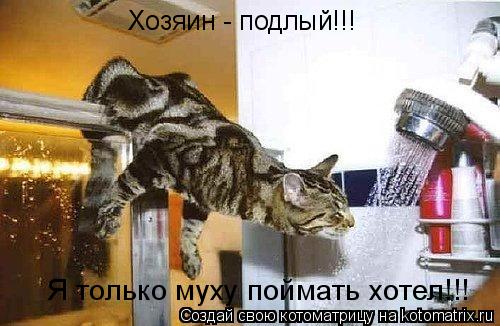 Хозяин - подлый!!! Я только муху поймать хотел!!!... Котоматрица: Хозяин - подлый!!! Я только муху поймать хотел!!!
