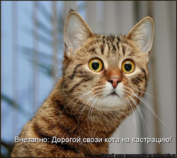Котоматрица: Внезапно: Дорогой,свози кота на кастрацию!