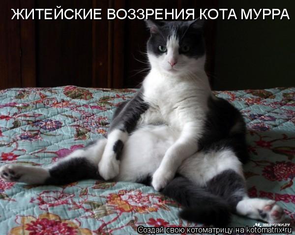 ЖИТЕЙСКИЕ ВОЗЗРЕНИЯ КОТА МУРРА... Котоматрица: ЖИТЕЙСКИЕ ВОЗЗРЕНИЯ КОТА МУРРА