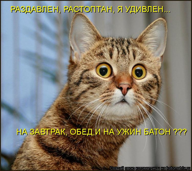 РАЗДАВЛЕН, РАСТОПТАН, Я УДИВЛЕН... НА ЗАВТРАК, ОБЕД,И НА УЖИН БАТОН ???... Котоматрица: РАЗДАВЛЕН, РАСТОПТАН, Я УДИВЛЕН... НА ЗАВТРАК, ОБЕД,И НА УЖИН БАТОН ???