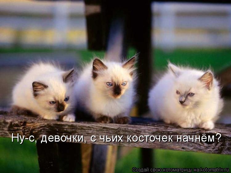 Ну-с, девочки, с чьих косточек начнём?... Котоматрица: Ну-с, девочки, с чьих косточек начнём?