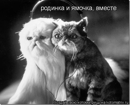 родинка и ямочка, вместе... Котоматрица: родинка и ямочка, вместе