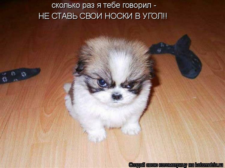 сколько раз я тебе говорил - НЕ СТАВЬ СВОИ НОСКИ В УГОЛ!!... Котоматрица: сколько раз я тебе говорил - НЕ СТАВЬ СВОИ НОСКИ В УГОЛ!!