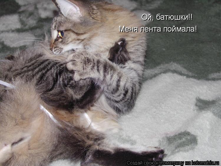 Ой, батюшки!! Меня лента поймала!... Котоматрица: Ой, батюшки!! Меня лента поймала!