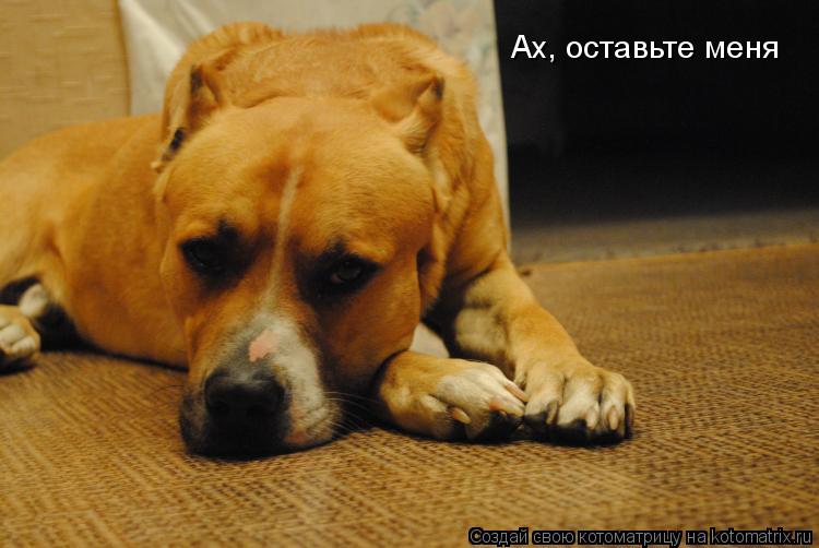 Ах, оставьте меня... Котоматрица: Ах, оставьте меня