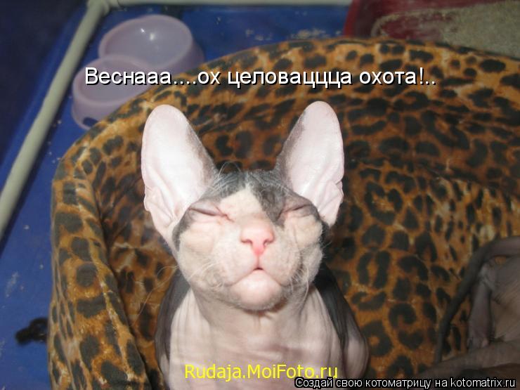 Веснааа....ох целоваццца охота!..... Котоматрица: Веснааа....ох целоваццца охота!..