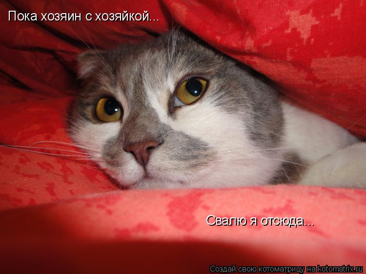 Пока хозяин с хозяйкой... Свалю я отсюда...... Котоматрица: Пока хозяин с хозяйкой... Свалю я отсюда...