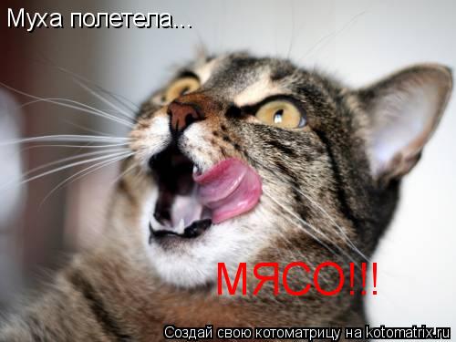 Муха полетела... МЯСО!!!... Котоматрица: Муха полетела... МЯСО!!!