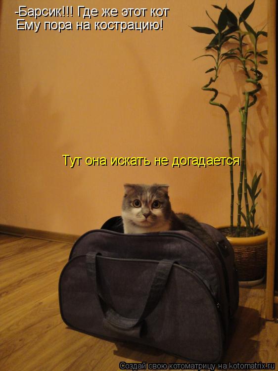 -Барсик!!! Где же этот кот Ему пора на кострацию! Тут она искать не догадается... Котоматрица: -Барсик!!! Где же этот кот Ему пора на кострацию! Тут она искать не догадается