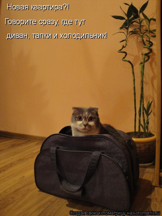 Новая квартира?! Говорите сразу, где тут диван, тапки и холодильник!... Котоматрица: Новая квартира?! Говорите сразу, где тут диван, тапки и холодильник!