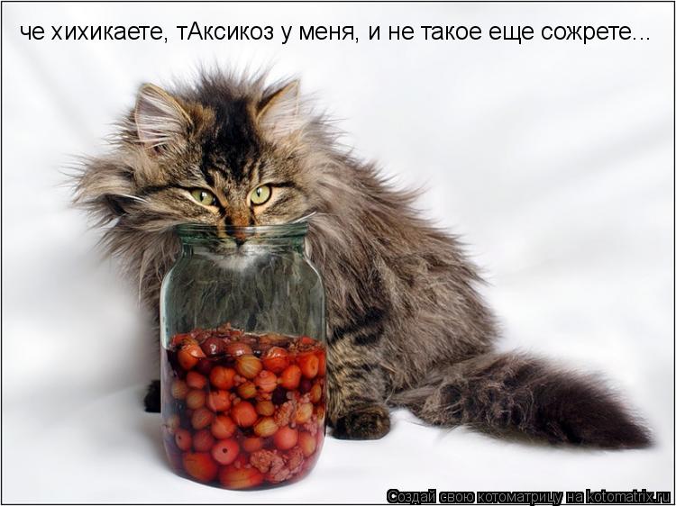 че хихикаете, тАксикоз у меня, и не такое еще сожрете...... Котоматрица: че хихикаете, тАксикоз у меня, и не такое еще сожрете...