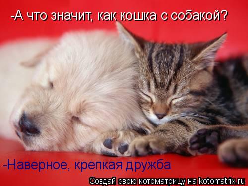 Котоматрица: -А что значит, как кошка с собакой? -Наверное, крепкая дружба