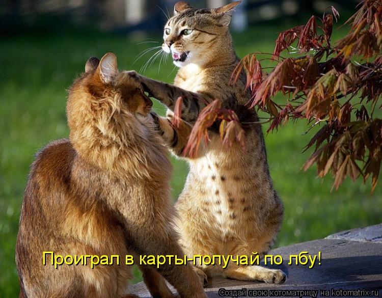 Проиграл в карты-получай по лбу!... Котоматрица: Проиграл в карты-получай по лбу!
