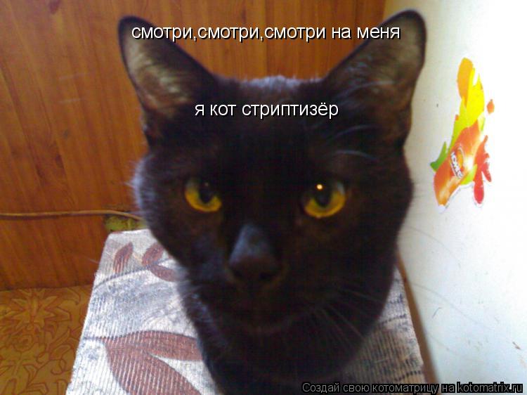 смотри,смотри,смотри на меня я кот стриптизёр... Котоматрица: смотри,смотри,смотри на меня я кот стриптизёр