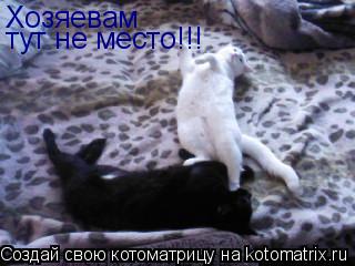 Хозяевам тут не место!!!... Котоматрица: Хозяевам тут не место!!!