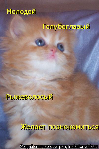 Молодой Голубоглазый Рыжеволосый Желает познокомиться... Котоматрица: Молодой Голубоглазый Рыжеволосый Желает познокомиться