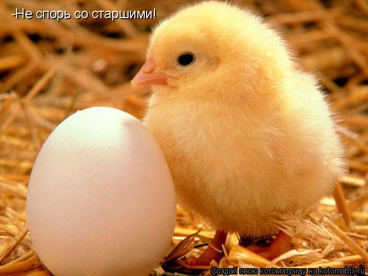 Котоматрица: -Не спорь со старшими!