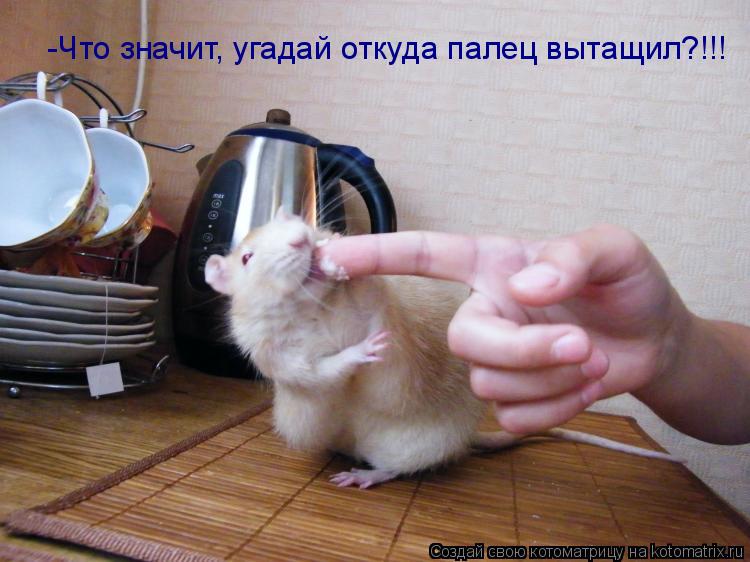 Котоматрица: -Что значит, угадай откуда палец вытащил?!!!