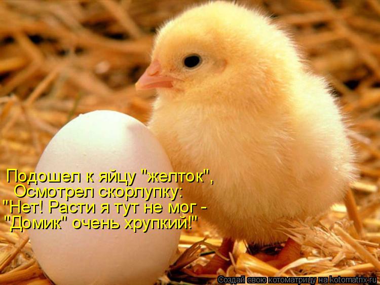 Котоматрица: Подошел к яйцу "желток", Осмотрел скорлупку: "Нет! Расти я тут не мог -  "Домик" очень хрупкий!"