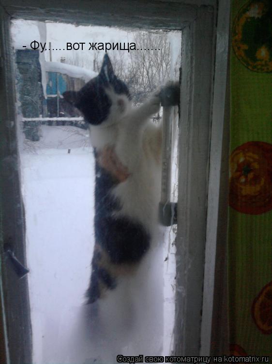 Котоматрица: - Фу......вот жарища.......