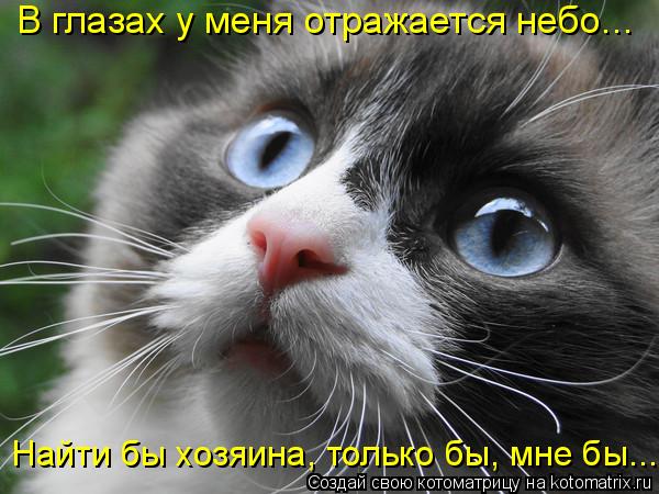 Котоматрица: В глазах у меня отражается небо... Найти бы хозяина, только бы, мне бы...