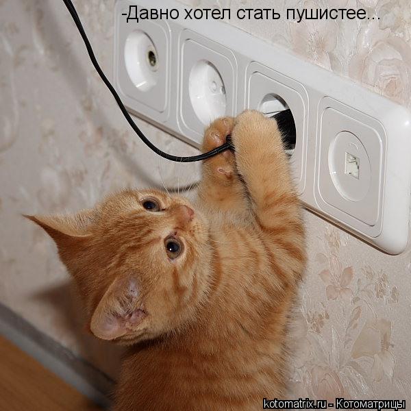 Котоматрица: -Давно хотел стать пушистее...
