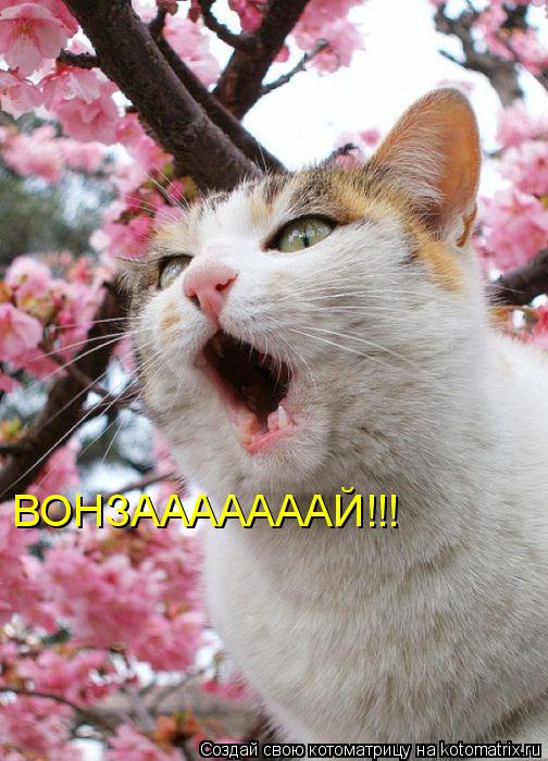 Котоматрица: ВОНЗАААААААЙ!!!