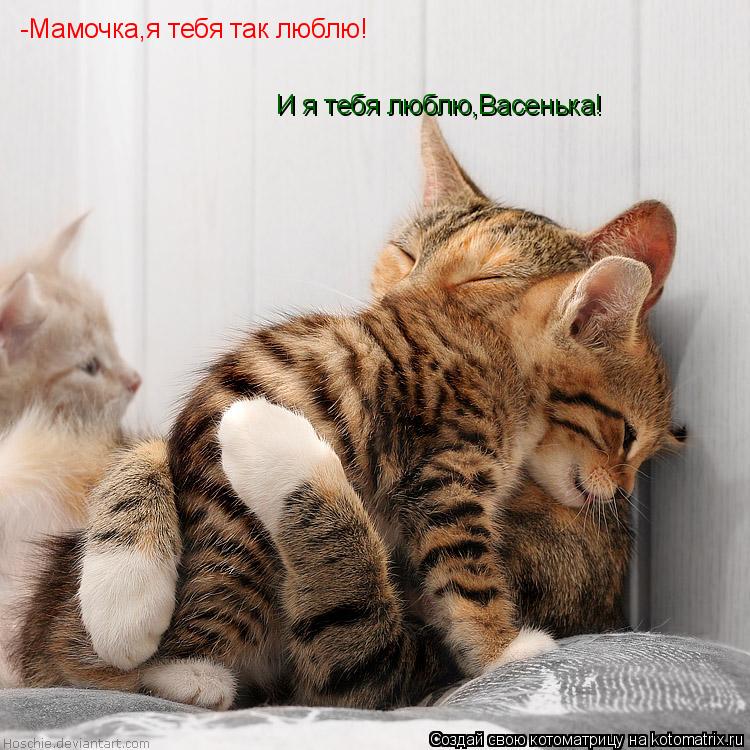 Котоматрица: -Мамочка,я тебя так люблю! И я тебя люблю,Васенька!