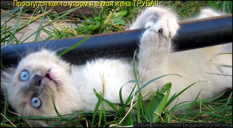 Котоматрица: Проснулся как то утром я,а моя жена ТРУБА!!