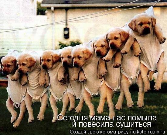 Сегодня мама нас помыла и повесила сушиться... Котоматрица: Сегодня мама нас помыла и повесила сушиться