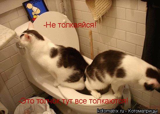 -Не толкаяйся! -Это толчок,тут все толкаются!... Котоматрица: -Не толкаяйся! -Это толчок,тут все толкаются!