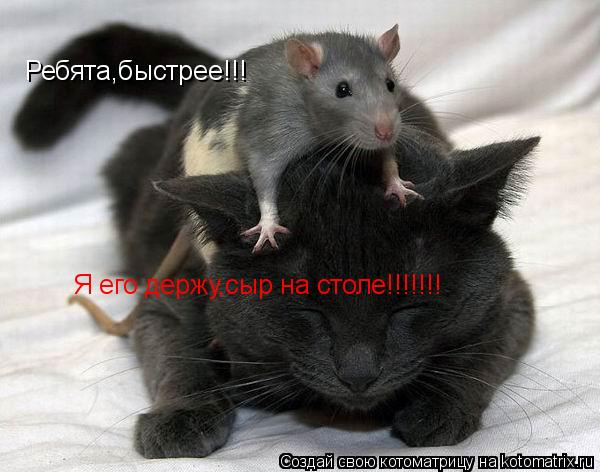 Ребята,быстрее!!! Я его держу,сыр на столе!!!!!!!... Котоматрица: Ребята,быстрее!!! Я его держу,сыр на столе!!!!!!!