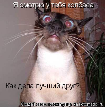 Я смотрю у тебя колбаса Как дела,лучший друг?... Котоматрица: Я смотрю у тебя колбаса Как дела,лучший друг?