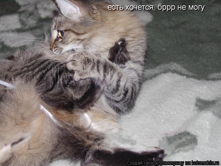 есть хочется, бррр не могу... Котоматрица: есть хочется, бррр не могу