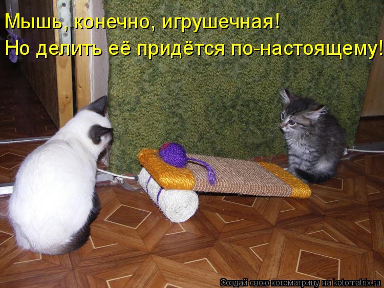 Мышь, конечно, игрушечная! Но делить её придётся по-настоящему!... Котоматрица: Мышь, конечно, игрушечная! Но делить её придётся по-настоящему!