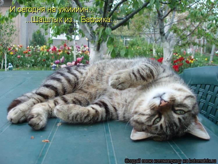 Котоматрица: И сегодня на ужиииин... ...Шашлык из... Барсика...