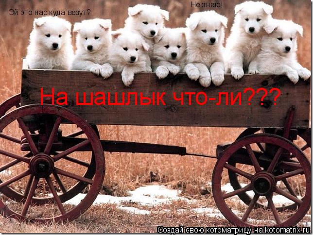 Котоматрица: Эй это нас куда везут? Не знаю! На шашлык что-ли???