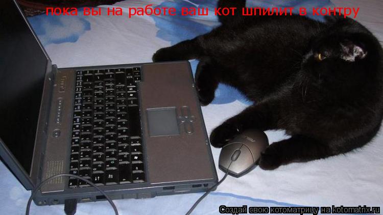 Котоматрица: пока вы на работе ваш кот шпилит в контру