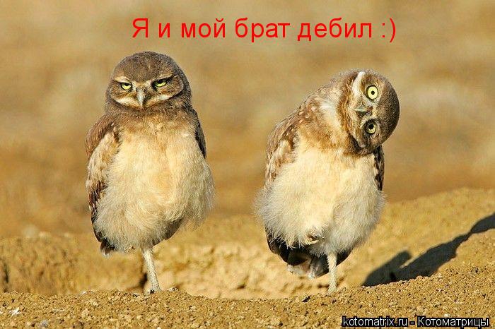 Котоматрица: Я и мой брат дебил :)