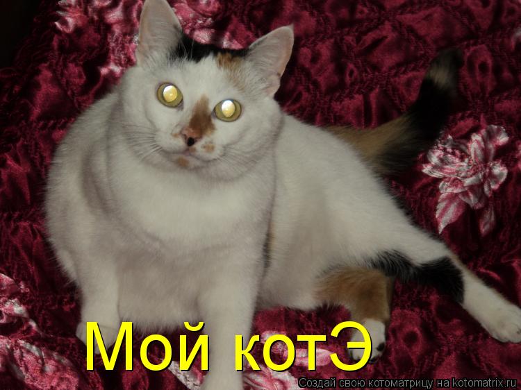Котоматрица: Мой котЭ