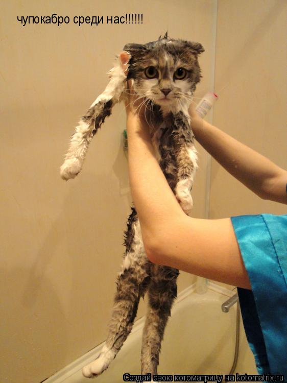 Котоматрица: чупокабро среди нас!!!!!!
