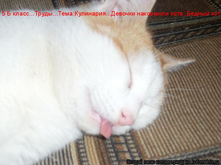 Котоматрица: 5 Б класс...Труды...Тема:Кулинария...Девочки накормили кота..Бедный кот...