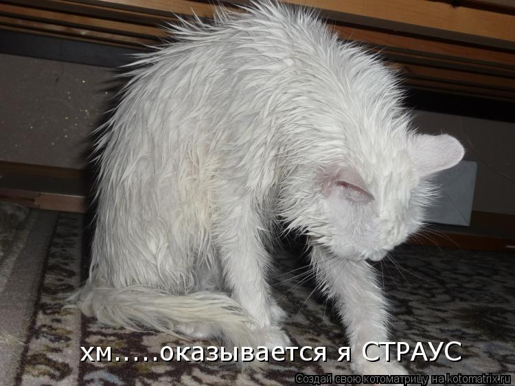 Котоматрица: хм.....оказывается я СТРАУС