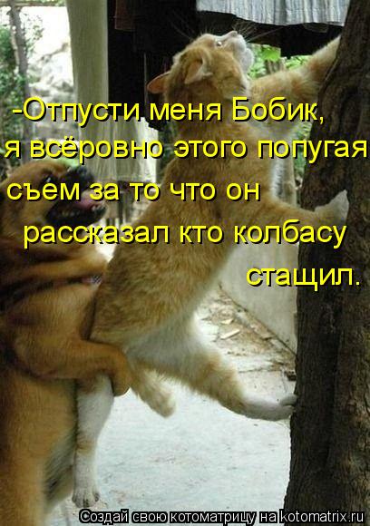 -Отпусти меня Бобик, я всёровно этого попугая съем за то что он рассказал кто колбасу стащил.... Котоматрица: -Отпусти меня Бобик, я всёровно этого попугая съем за то что он рассказал кто колбасу стащил.