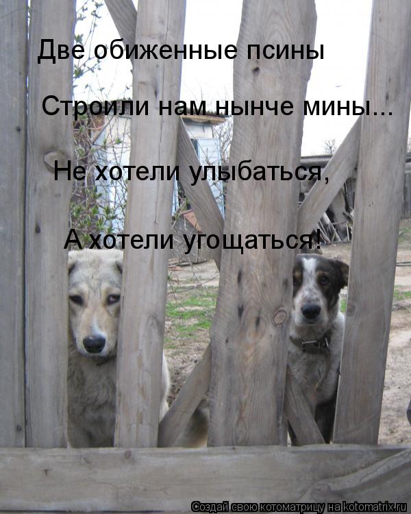 Две обиженные псины Строили нам нынче мины... Не хотели улыбаться, А хотели угощаться!... Котоматрица: Две обиженные псины Строили нам нынче мины... Не хотели улыбаться, А хотели угощаться!